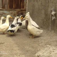 اردک