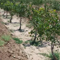 فروش باغ پسته