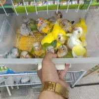 خریداروفروش کاسکو شاه طوطی آرا کاکادو خورشیدی