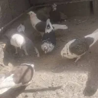 تعدادی کبوتر ...|پرنده|بافت, |دیوار