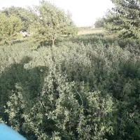 فروش-دوهزار-متر-زمین-کشاورزی-در-روستای-توچغاز