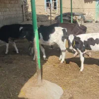 گوساله ماده