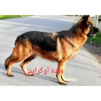 سگ ژرمن ماده فوق العاده اصیل اوکراینی استثنای فقط۴|سگ|تهران, والفجر (افسریه)|دیوار