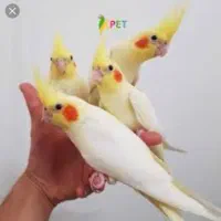 عروس هلندی پیدا شده