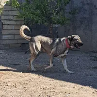 سگ ماده پژدر