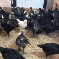 جوجه محلی اصل