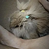 خرگوش