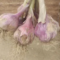 سیر محلی درجه یک