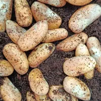 بذر تازه جک فروت