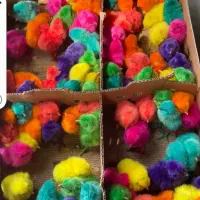 انواع جوجه رنگی ومحلی اردک بوقله وسلطان