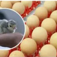 دستگاه جوجه کشی تمام اتومات نو