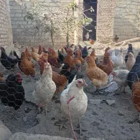 مرغ|پرنده|نقده, |دیوار