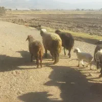 قوچ بختیاری|حیوانات مزرعه|خانمیرزا, |دیوار