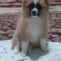 سلام پامر ۴ماه|سگ|فردیس, فردیس|دیوار