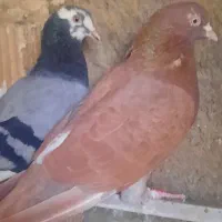 کفتر انر نگلیسی دهاتی|پرنده|ری, جوانمرد قصاب|دیوار