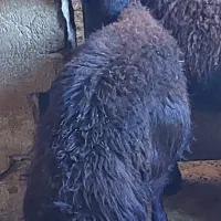 بره نر|حیوانات مزرعه|سنندج, |دیوار