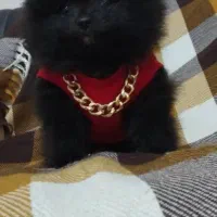 توله پامرخرسی،،زیبا وباهوش