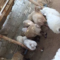 بره گوشتی و پرواری|حیوانات مزرعه|بجنورد, |دیوار