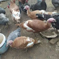 بوقلمون نروماده