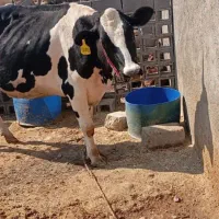 فروش گاو|حیوانات مزرعه|دوگنبدان, |دیوار