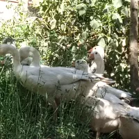 جوجه غاز