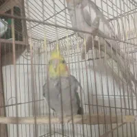 فروش عروس هلندی|پرنده|قدس, شهر‌قدس|دیوار