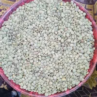 عدس اربیل دیمی بوجاری شده