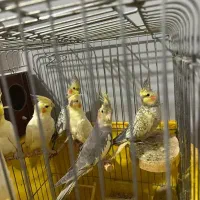 عروس هلندی|پرنده|تهران, شهرک دریا|دیوار