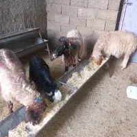 میش داشتی آبستن