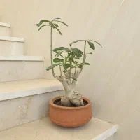 فروش گیاه آدنیوم