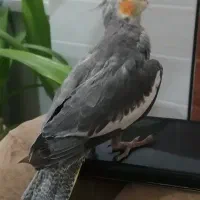 عروس هلندی دوتا نر دوتا ماده