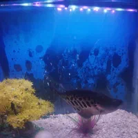 ماهی نایف چاقو ماهی|ماهی|بروجرد, |دیوار