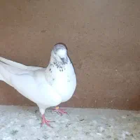 نر و ماده گوی کله برنجی