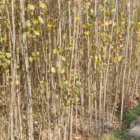 فروش نهالستان صنوبر درجه یک.|عمدهفروشی|میاندوآب, |دیوار