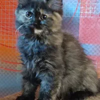 گربه پرشین|گربه|شیراز, درکی|دیوار