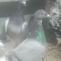 ماده پلاکی