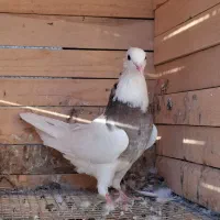 کبوتر طوقی سرور|پرنده|قم, قلعه کامکار|دیوار