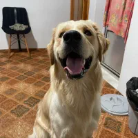 گلدن رتریور اصیل وارداتی با تخفیف|سگ|آستارا, |دیوار