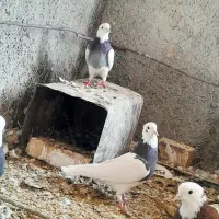طوق|پرنده|بیرجند, |دیوار