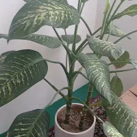 فروش گیاه آپارتمانی