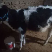 گوساله|حیوانات مزرعه|خرم‌آباد, |دیوار