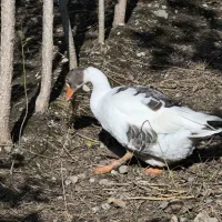 غاز دورگ|حیوانات مزرعه|گرگان, |دیوار