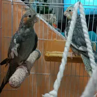 عروس هلندی|پرنده|مشهد, ادیب نیشابوری (شهرک غرب)|دیوار