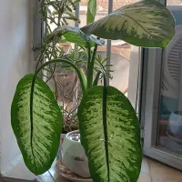 گل طبیعی|گل و گیاه طبیعی|صحنه, |دیوار