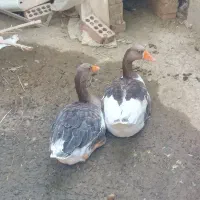 غاز