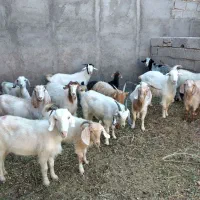 برهمحلی|حیوانات مزرعه|سیرجان, |دیوار