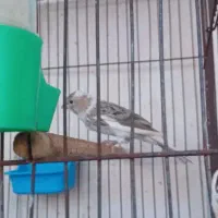 قناری ابلغ سفید آهویی
