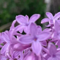 فروش عسل گون