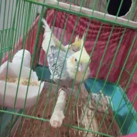 یک جفت عروس هلندی روی تخم|پرنده|عنبرآباد, |دیوار