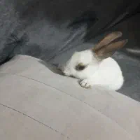 خرگوش